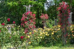 稲沢公園、バラ、5月の夏の花、愛知県稲沢市の観光・撮影スポットの画像と写真