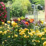 稲沢公園、バラ、5月の夏の花、愛知県稲沢市の観光・撮影スポットの画像と写真