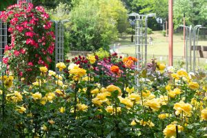稲沢公園、バラ、5月の夏の花、愛知県稲沢市の観光・撮影スポットの画像と写真