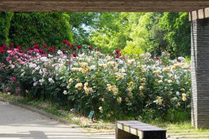 稲沢公園、バラ、5月の夏の花、愛知県稲沢市の観光・撮影スポットの画像と写真