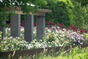 稲沢公園、バラ、5月の夏の花、愛知県稲沢市の観光・撮影スポットの画像と写真