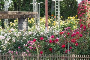 稲沢公園、バラ、5月の夏の花、愛知県稲沢市の観光・撮影スポットの画像と写真稲沢公園、バラ、5月の夏の花、愛知県稲沢市の観光・撮影スポットの画像と写真
