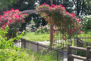 稲沢公園、バラ、5月の夏の花、愛知県稲沢市の観光・撮影スポットの画像と写真