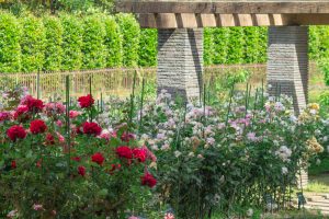 稲沢公園、バラ、5月の夏の花、愛知県稲沢市の観光・撮影スポットの画像と写真