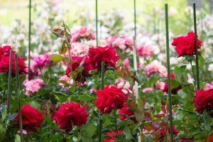稲沢公園、バラ、5月の夏の花、愛知県稲沢市の観光・撮影スポットの画像と写真