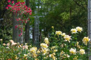 稲沢公園、バラ、5月の夏の花、愛知県稲沢市の観光・撮影スポッ稲沢公園、バラ、5月の夏の花、愛知県稲沢市の観光・撮影スポットの画像と写真