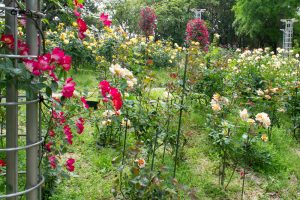 稲沢公園、バラ、5月の夏の花、愛知県稲沢市の観光・撮影スポットの画像と写真