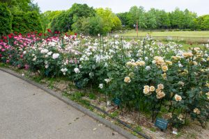 稲沢公稲沢公園、バラ、5月の夏の花、愛知県稲沢市の観光・撮影スポットの画像と写真