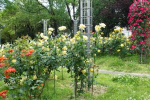 稲沢公園、バラ、5月の夏の花、愛知県稲沢市の観光・撮影スポットの画像と写真