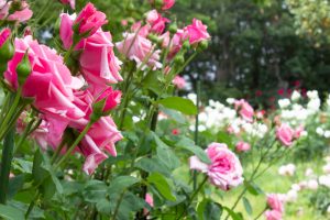 稲沢公園、バラ、5月の夏の花、愛知県稲沢市の観光・撮影スポットの画像と写真
