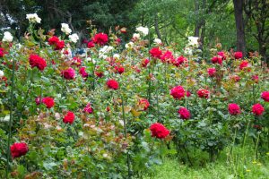 稲沢公園、バラ、5月の夏の花、愛知県稲沢市の観光・撮影スポットの画像と写真