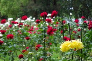 稲沢公園、バラ、5月の夏の花、愛知県稲沢市の観光・撮影スポットの画像と写真