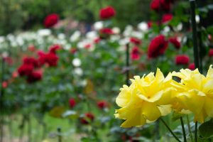 稲沢公園、バラ、5月の夏の花、愛知県稲沢市の観光・撮影スポットの画像と写真