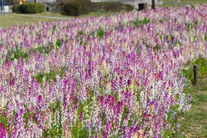 木曽三川公園センター、4月の春の花、岐阜県海津市の観光・撮影スポットの画像と写真