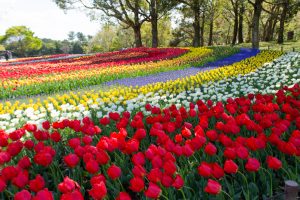 木曽三川公園センター、チューリップ、4月の春の花、岐阜県海津市の観光・撮影スポットの画像と写真