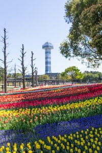木曽三川公園センター、チューリップ、4月の春の花、岐阜県海津市の観光・撮影スポットの画像と写真