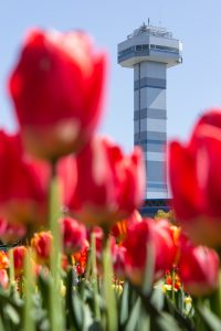 木曽三川公園センター、チューリップ、4月の春の花、岐阜県海津市の観光・撮影スポットの画像と写真