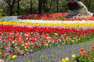 木曽三川公園センター、チューリップ、4月の春の花、岐阜県海津市の観光・撮影スポットの画像と写真