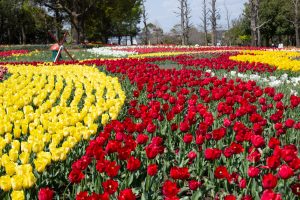 木曽三川公園センター、チューリップ、4月の春の花、岐阜県海津市の観光・撮影スポットの画像と写真