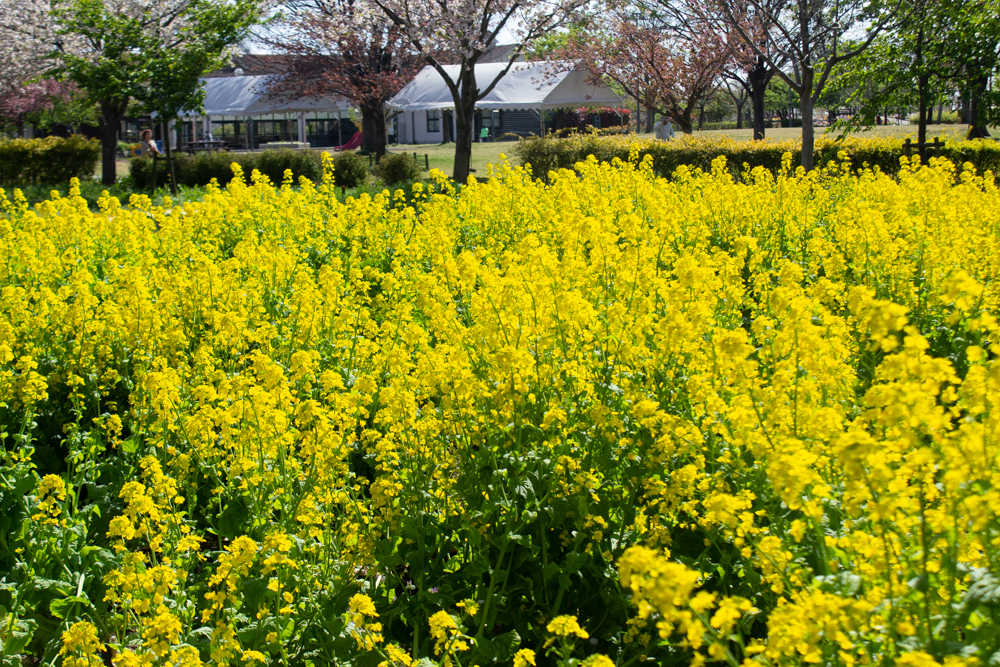 木曽三川公園センター、菜の花、4月の春の花、岐阜県海津市の観光・撮影スポットの画像と写真
