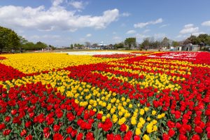 木曽三川公園センター、チューリップ、4月の春の花、岐阜県海津市の観光・撮影スポットの画像と写真