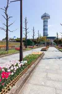 木曽三川公園センター、チューリップ、4月の春の花、岐阜県海津市の観光・撮影スポットの画像と写真