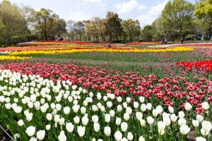 木曽三川公園センター、チューリップ、4月の春の花、岐阜県海津市の観光・撮影スポットの画像と写真