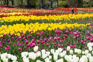 木曽三川公園センター、チューリップ、4月の春の花、岐阜県海津市の観光・撮影スポットの画像と写真