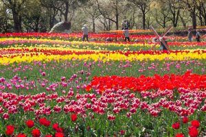 木曽三川公園センター、チューリップ、4月の春の花、岐阜県海津市の観光・撮影スポットの画像と写真