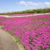 江南フラワーパーク、芝桜、4月の春の花、愛知県江南市の観光・撮影スポットの画像と写真
