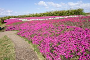 江南フラワーパーク、芝桜、4月の春の花、愛知県江南市の観光・撮影スポットの画像と写真