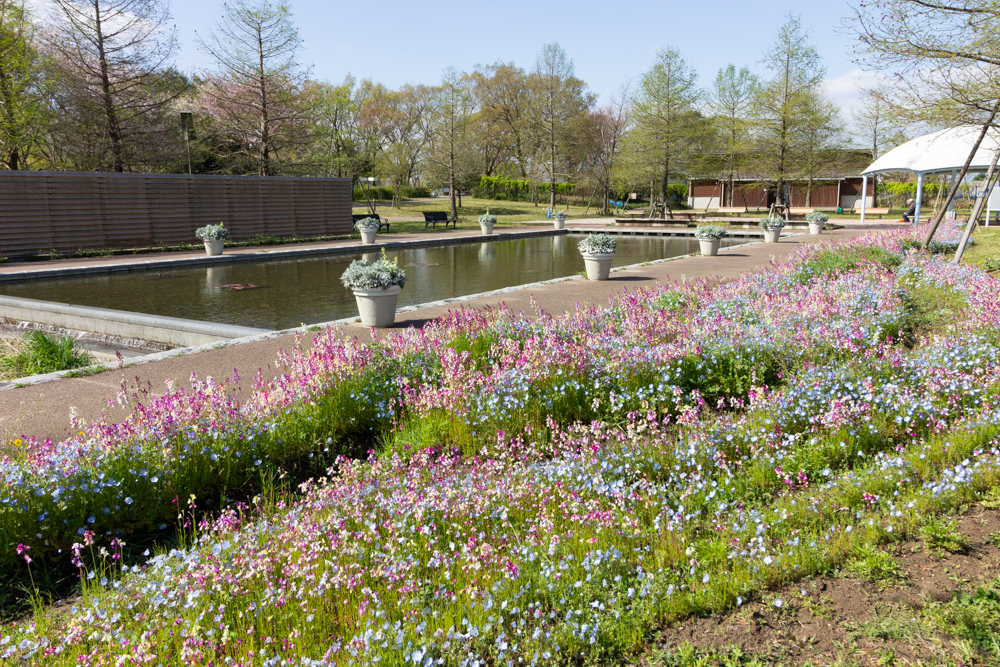 江南フラワーパーク、4月の春の花、愛知県江南市の観光・撮影スポットの画像と写真