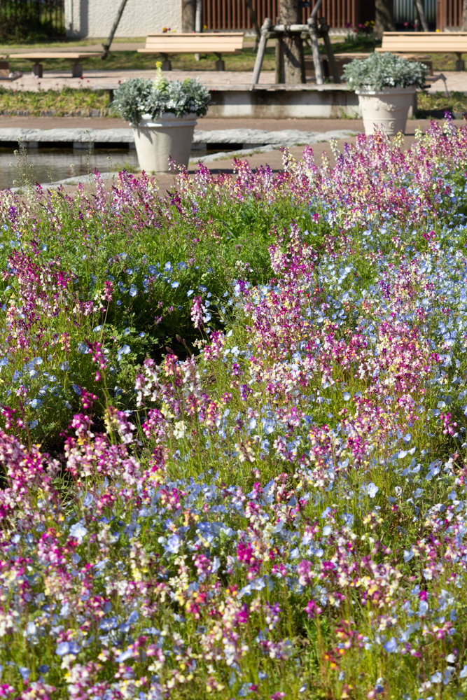 江南フラワーパーク、4月の春の花、愛知県江南市の観光・撮影スポットの画像と写真