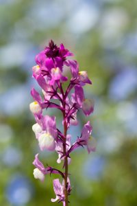 江南フラワーパーク、4月の春の花、愛知県江南市の観光・撮影スポットの画像と写真
