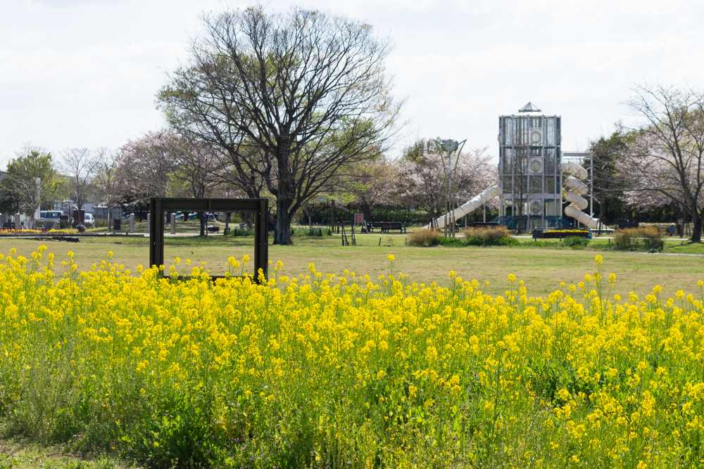 江南フラワーパーク、菜の花、4月の春の花、愛知県江南市の観光・撮影スポットの画像と写真