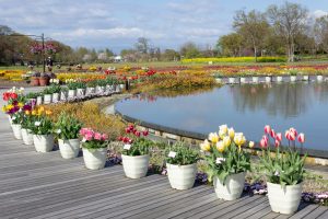 江南フラワーパーク、チューリップ、4月の春の花、愛知県江南市の観光・撮影スポットの画像と写真