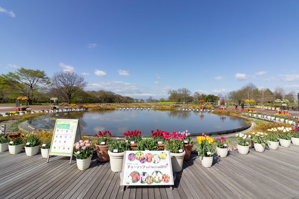 江南フラワーパーク、チューリップ、4月の春の花、愛知県江南市の観光・撮影スポットの画像と写真