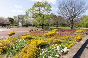 江南フラワーパーク、4月の春の花、愛知県江南市の観光・撮影スポットの画像と写真