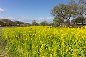 江南フラワーパーク、菜の花、4月の春の花、愛知県江南市の観光・撮影スポットの画像と写真