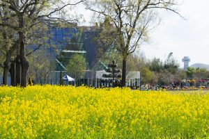 江南フラワーパーク、菜の花、4月の春の花、愛知県江南市の観光・撮影スポットの画像と写真