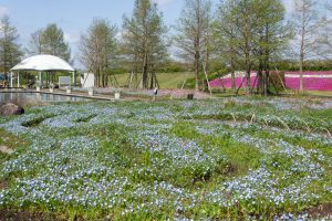 江南フラワーパーク、ネモフィラ、4月の春の花、愛知県江南市の観光・撮影スポットの画像と写真