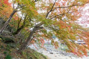 香嵐渓、もみじ祭り、紅葉、秋11月、愛知県豊田市足助町の観光・撮影スポットの画像と写真
