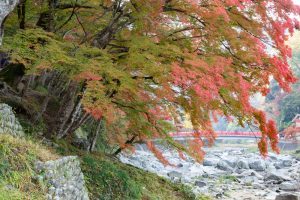 香嵐渓、もみじ祭り、紅葉、秋11月、愛知県豊田市足助町の観光・撮影スポットの画像と写真