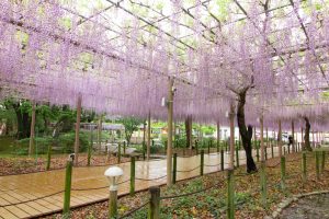 曼陀羅寺公園、藤、5月の春の花、愛知県江南市の観光・撮影スポットの画像と写真