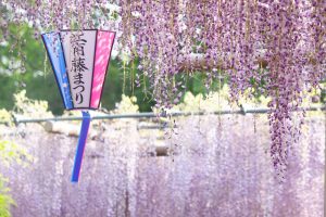曼陀羅寺公園、藤、5月の春の花、愛知県江南市の観光・撮影スポットの画像と写真