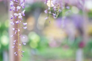 曼陀羅寺公園、藤、5月の春の花、愛知県江南市の観光・撮影スポットの画像と写真曼陀羅寺公園、藤、5月の春の花、愛知県江南市の観光・撮影スポットの画像と写真