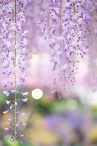 曼陀羅寺公園、藤、5月の春の花、愛知県江南市の観光・撮影スポットの画像と写真