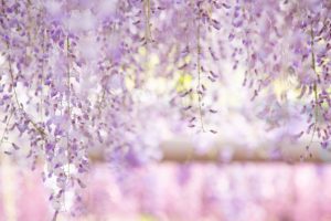 曼陀羅寺公園、藤、5月の春の花、愛知県江南市の観光・撮影スポットの画像と写真