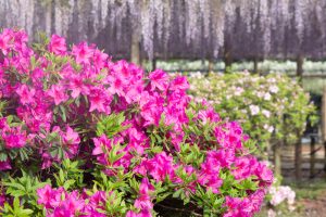 曼陀羅寺公園、藤、つつじ、5月の春の花、愛知県江南市の観光・撮影スポットの画像と写真
