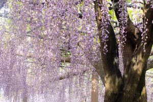 曼陀羅寺公園、藤、5月の春の花、愛知県江南市の観光・撮影スポットの画像と写真